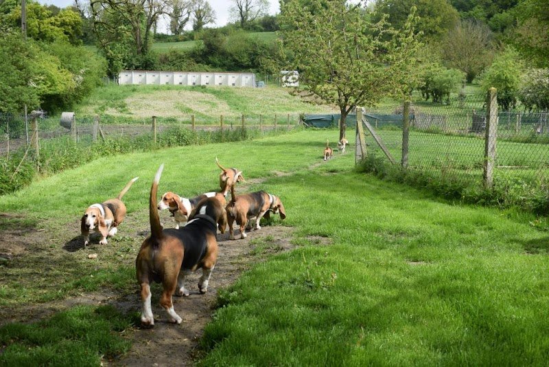 Élevage Du Cheval Marquet - photo 3