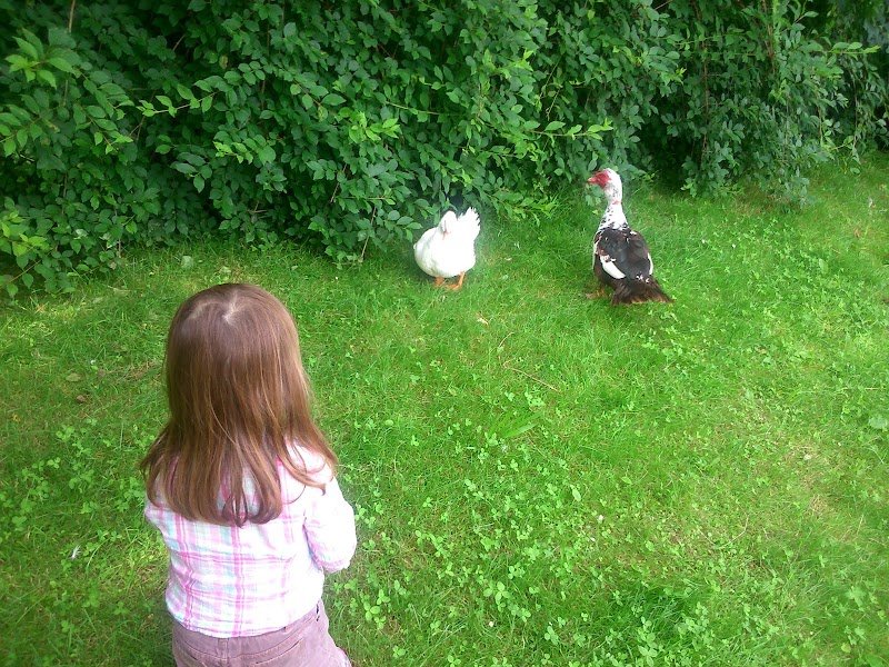 Écurie Les Coudriers - photo 2