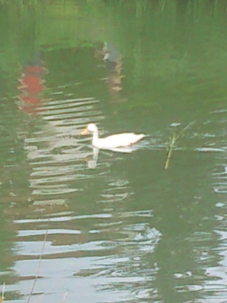 Écurie Les Coudriers - photo 3