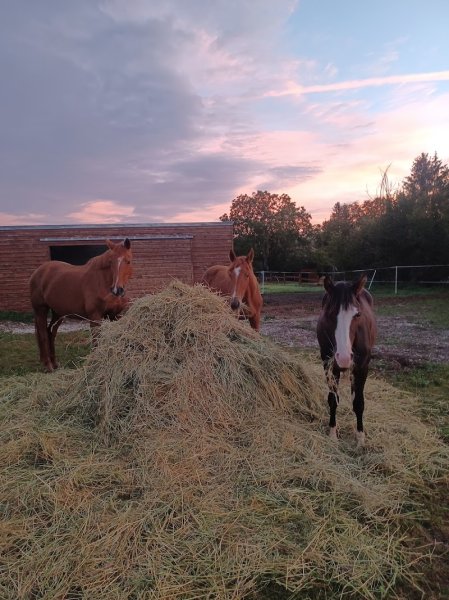 Ecuries Bois Carré - photo 3