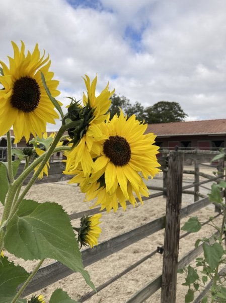 Ecurie and Caux - photo 1