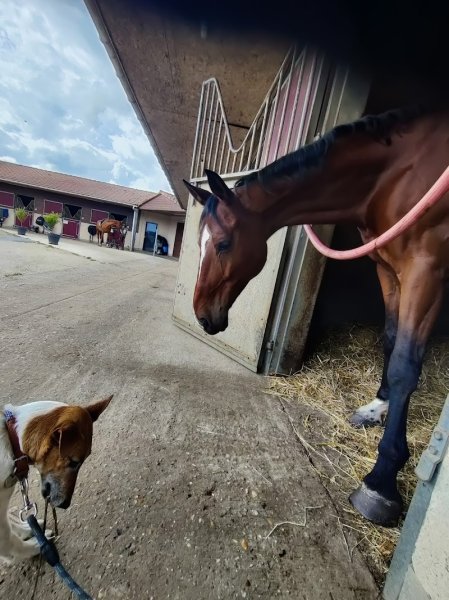 Ecurie and Caux - photo 2