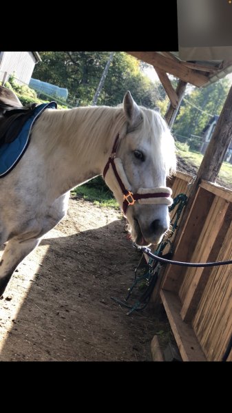 Haras des jonquilles - photo 2