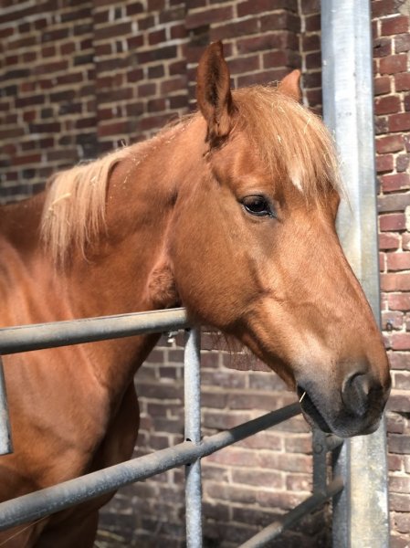 Haras des jonquilles - photo 3