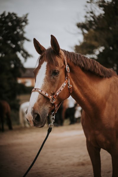 Poney Club et Centre Equestre des Mesnuls - photo 1