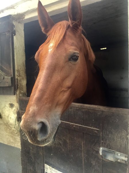 Les Écuries de Jumili - photo 3