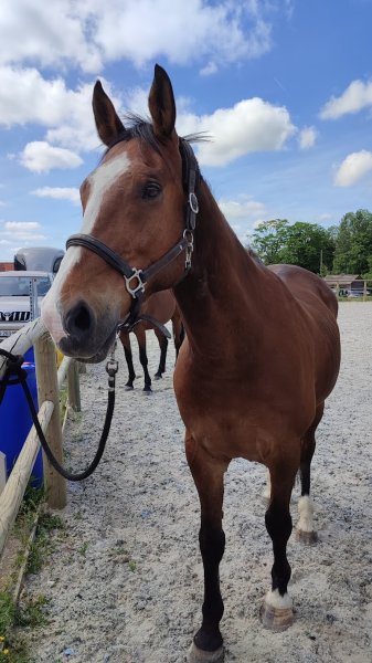 Equid'Orac - Ecurie Holistique