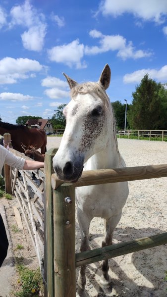 Equid'Orac - Ecurie Holistique - photo 2