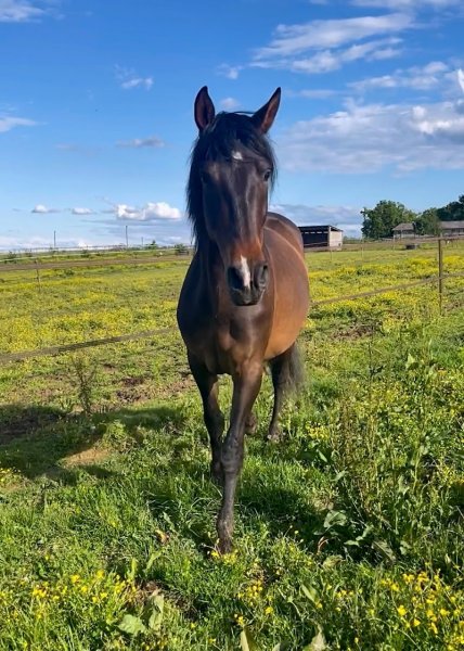 Ecurie de Souleris - photo 2