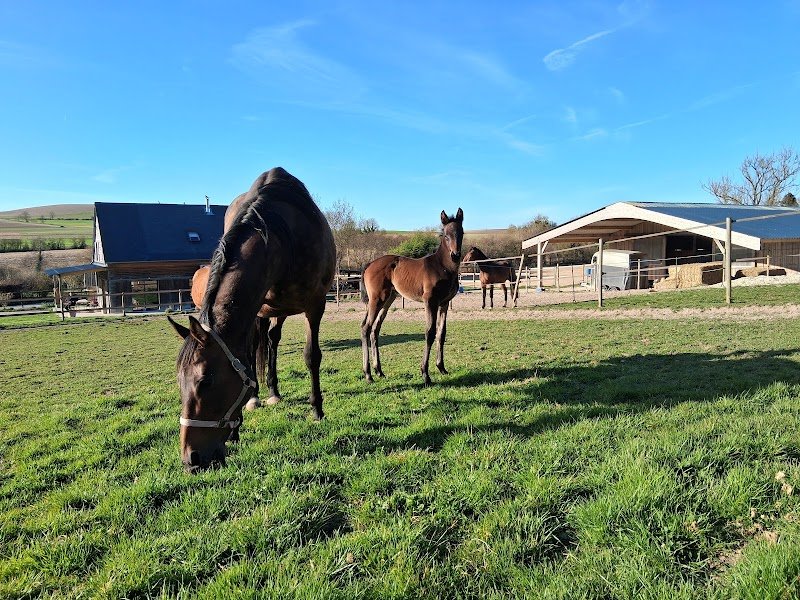 SCEA ÉCURIE JUMP STAR - photo 2