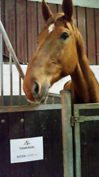 Haras de Maison Blanche - photo 3