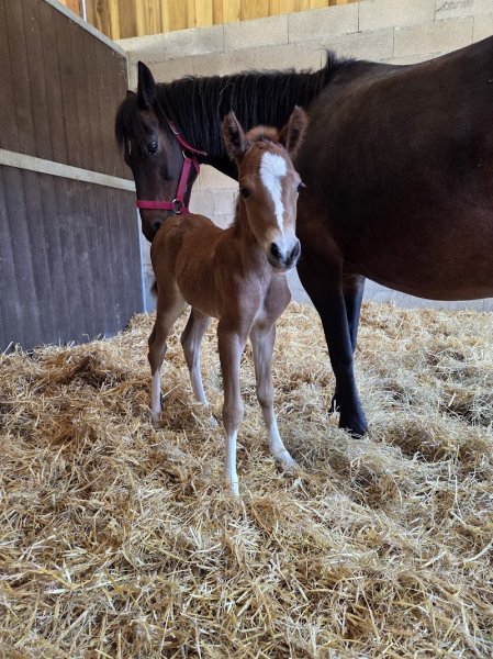 Haras De Gravelotte - photo 1