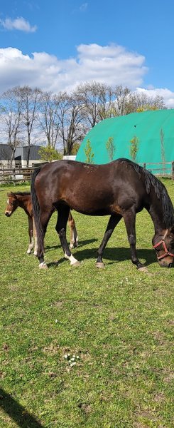 Haras De Gravelotte - photo 2