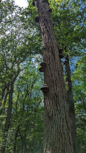 Centre Equestre Bois Fleuri - photo 2