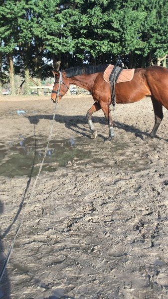 Haras du Grand Clos - photo 1