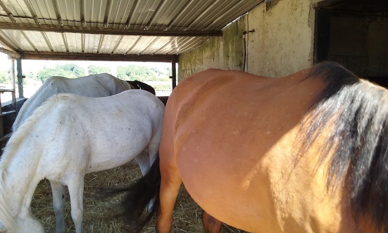 Haras du Grand Clos - photo 2