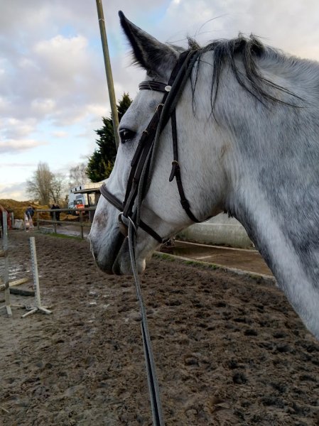 Haras du Grand Clos - photo 3