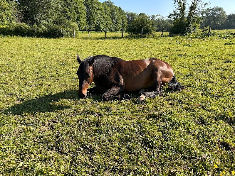 Ecuries de la Marsange - photo 2