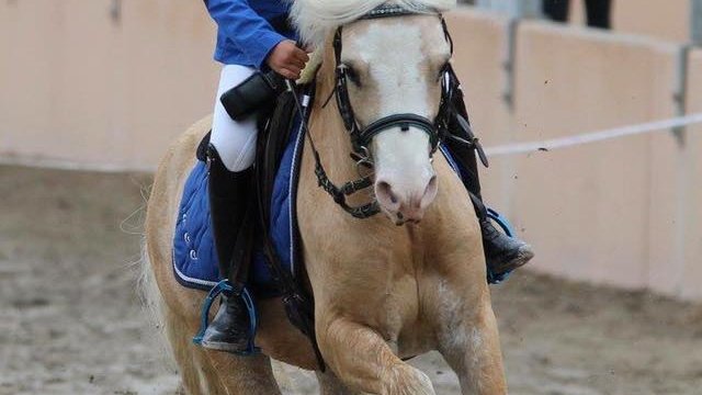 PONEY CLUB D OZOIR - photo 1