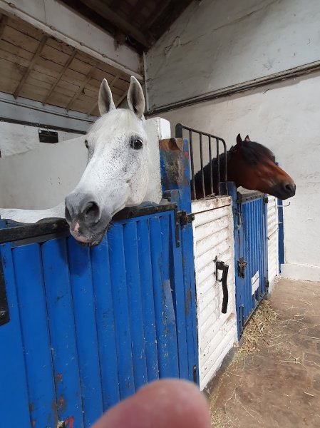 Societe Equestre De Fontainebleau - photo 3
