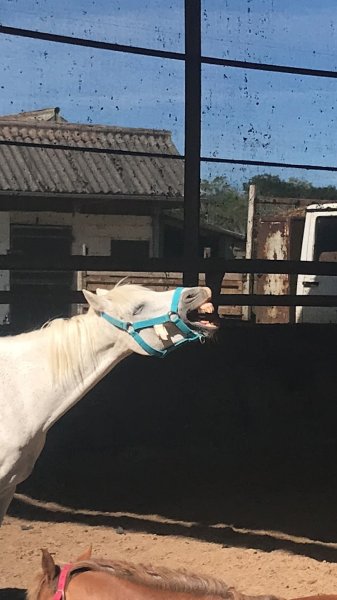 Centre Equestre de Saint-Leu - photo 1