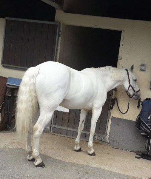 Centre Equestre de Saint-Leu - photo 2
