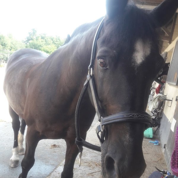 Centre Equestre de Saint-Leu - photo 3