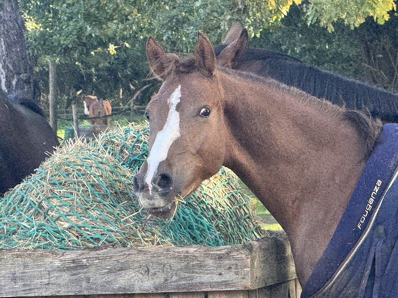 Centre équestre Ryan’s Farm - Western & Classique - photo 3