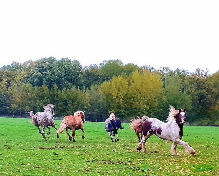 Ferme Equestre de Graville - photo 3