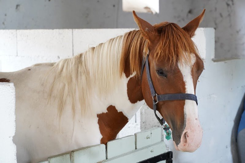 Les écuries De Poigny - photo 2