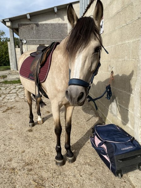 Ecurie des Vignes aux bonshommes - photo 2