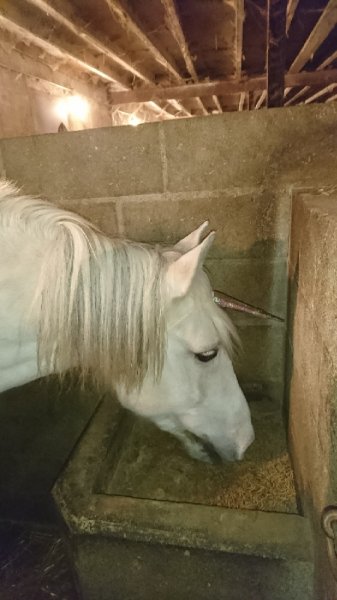 Ecurie des Vignes aux bonshommes - photo 3