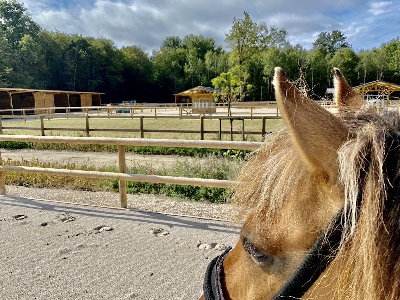 Enowood | Pension Ecurie Active | Cours Enfants (+8 ans) et Adultes | Balade Cheval | Séminaires | Team Building