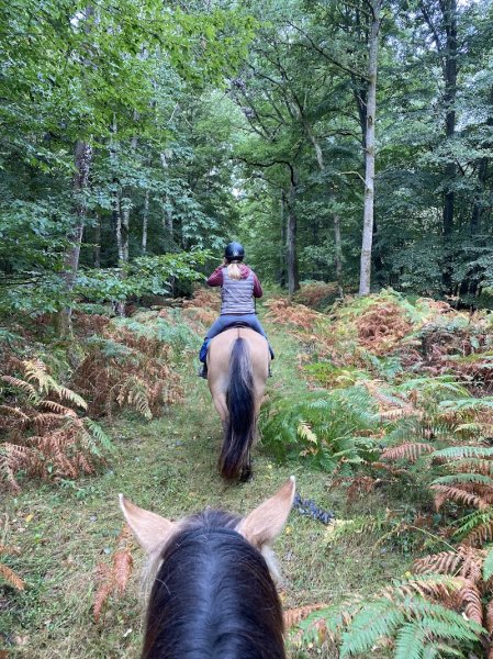 Enowood | Pension Ecurie Active | Cours Enfants (+8 ans) et Adultes | Balade Cheval | Séminaires | Team Building - photo 2