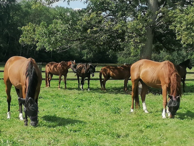 Ecurie et Elevage de Courtenain - photo 1