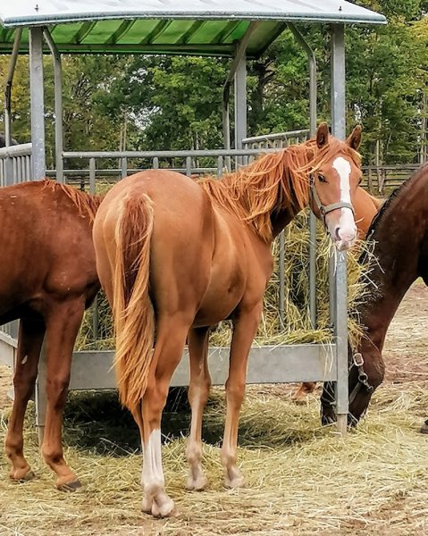 Ecurie et Elevage de Courtenain - photo 2
