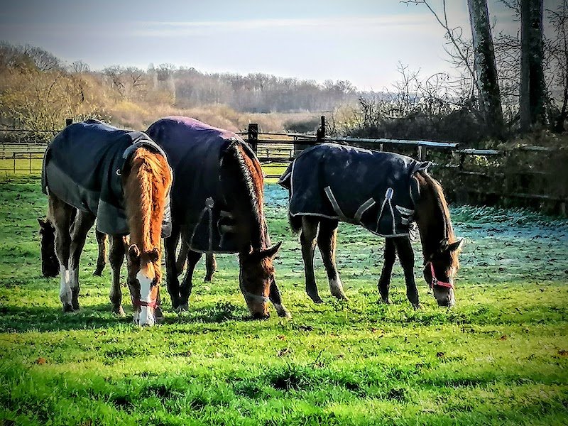 Ecurie et Elevage de Courtenain - photo 3