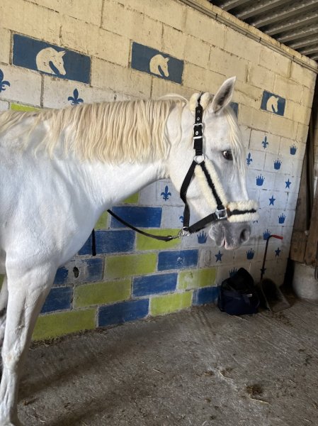 Poney Club de la Rosière - photo 2