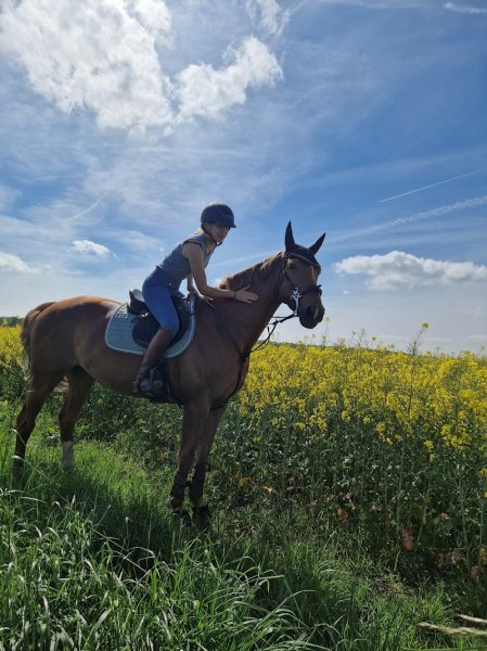 LES ECURIES CAROLE ET THIERRY DESCAMPS - photo 3