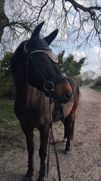 Poney Club de la Commanderie - photo 3