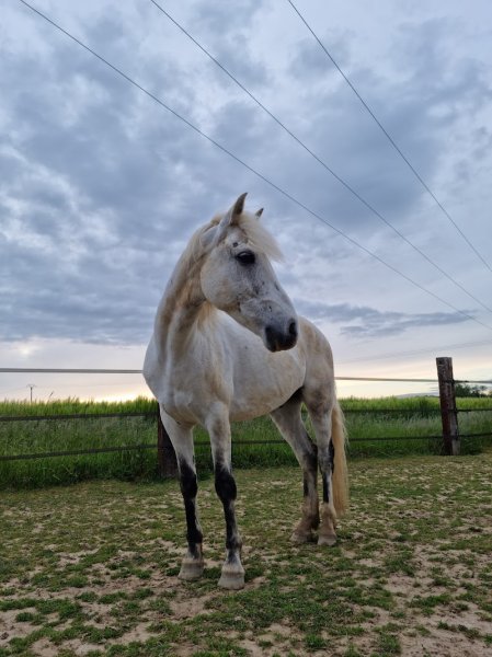 Les Ecuries De Rutel - photo 3