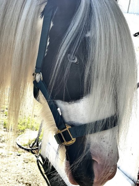 Ecurie des 2C - photo 1