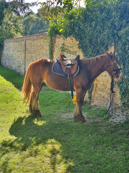 Haras du Diamantnoir - photo 3