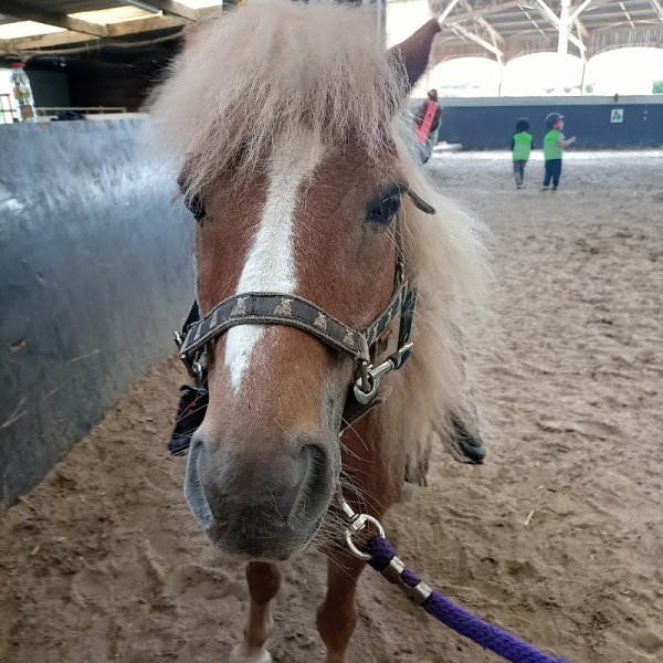 Poney Club Du Voulgis (RV EQUITATION) - photo 2