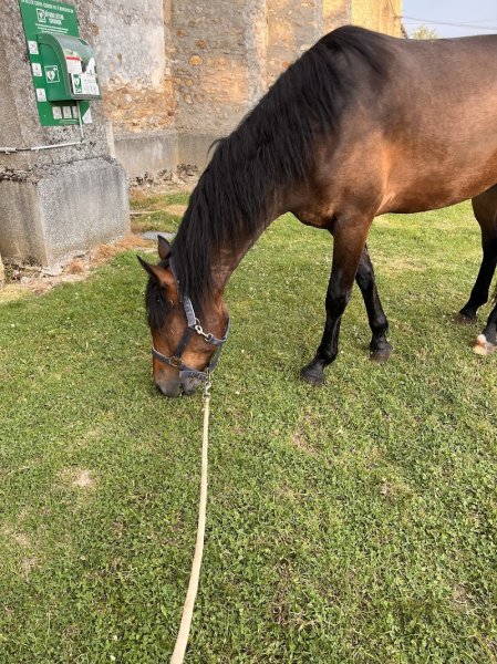 Les Écuries De Cossigny - photo 1