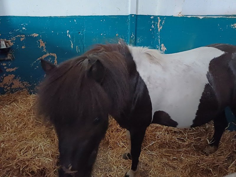 Club Hippique de Meaux - photo 2