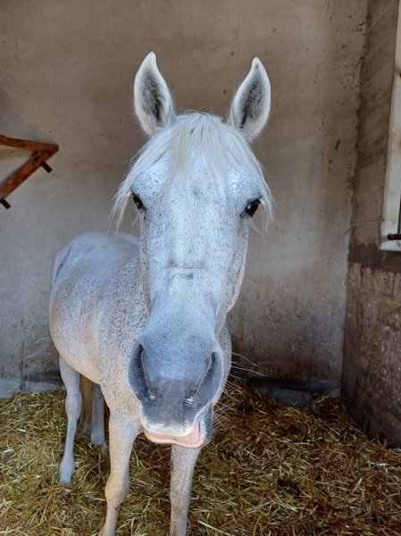 Club Hippique de Meaux - photo 3