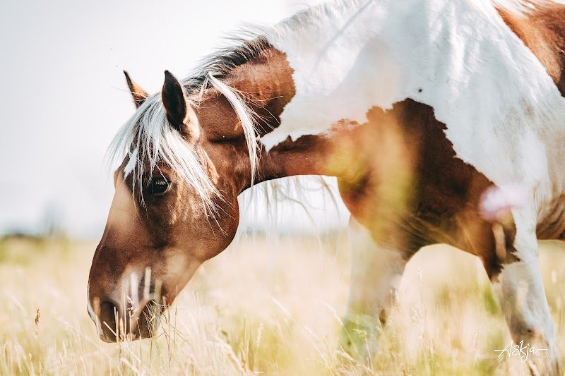 Des sabots dans la forêt - Balades à cheval à Fontainebleau - photo 1