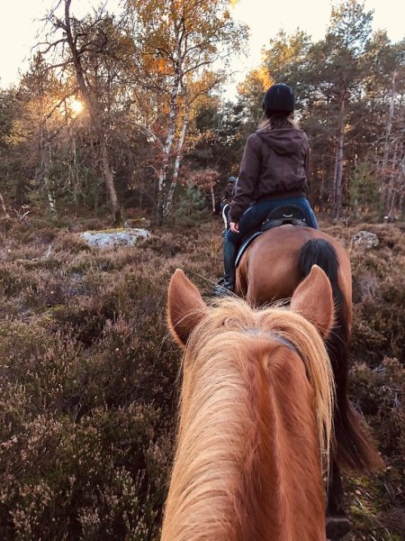 Des sabots dans la forêt - Balades à cheval à Fontainebleau - photo 2