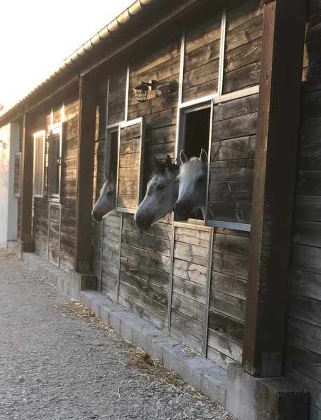 centre equestre de Chailly-en-Bière - photo 2